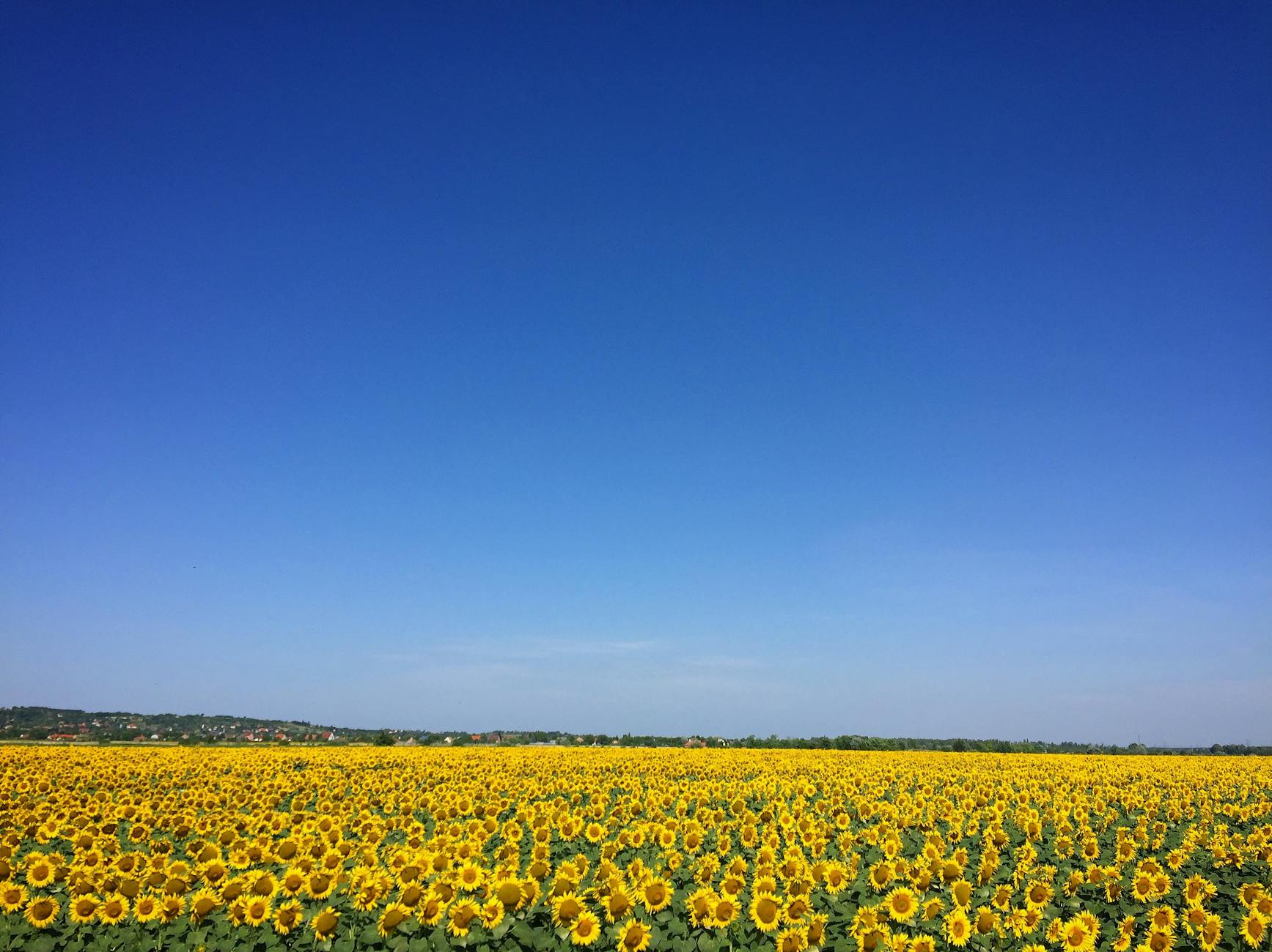 sunflower garden under blue sky