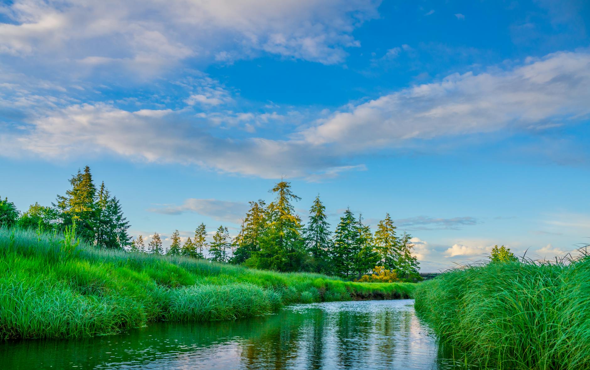 river between green grass